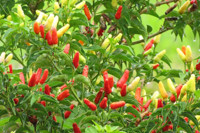 Capsicum annuum, Chile Pequin, Chile Petin, Bird Pepper, Turkey Pepper, Cayenne Pepper, Sweet Pepper, Chili Pepper, Christmas Pepper, Red Pepper, Ornamental Chili Pepper